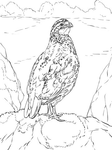 Nothern Bobwhite Coloring Page